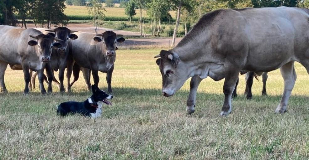 Pour tenir tête aux vaches,